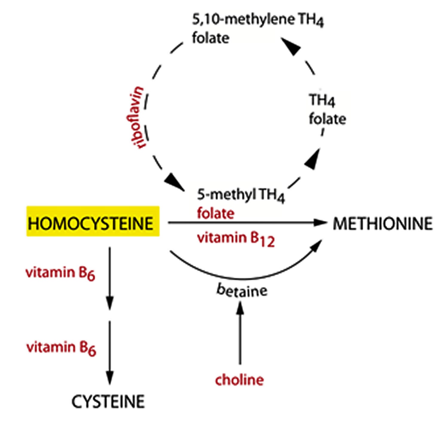 Folate B12 Metabolism folate-b12-metabolism