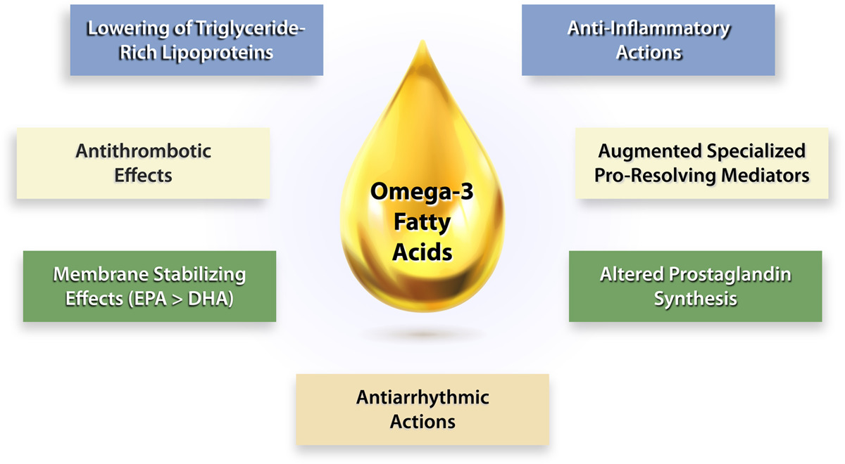 Omega 3 Mechanisms Alinea Nutrition