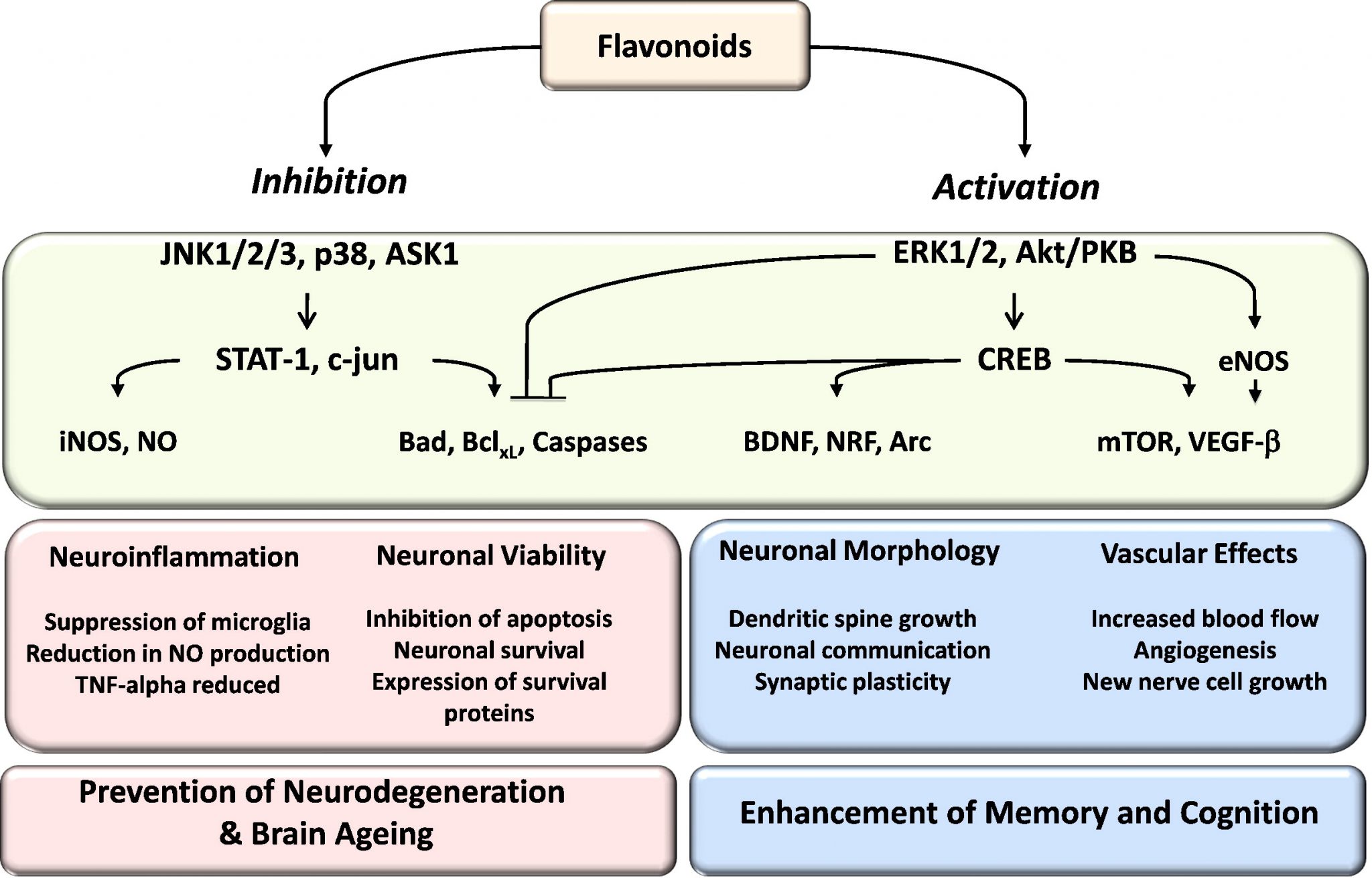 *Geek Box Flavonoid Mechanisms Alinea Nutrition